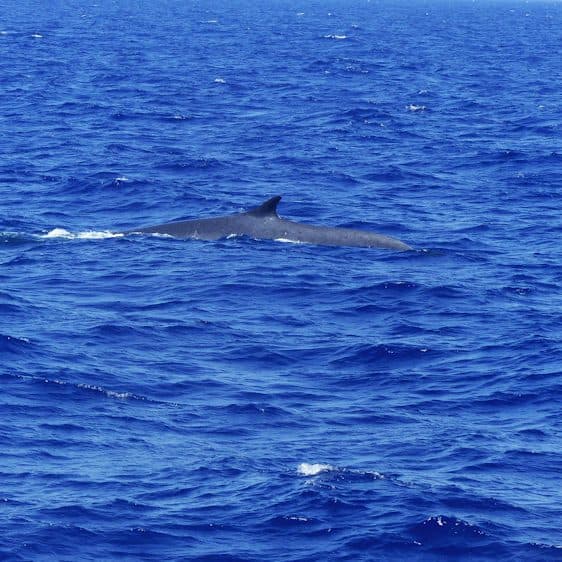 Whale spotting; Ligurië, Italië