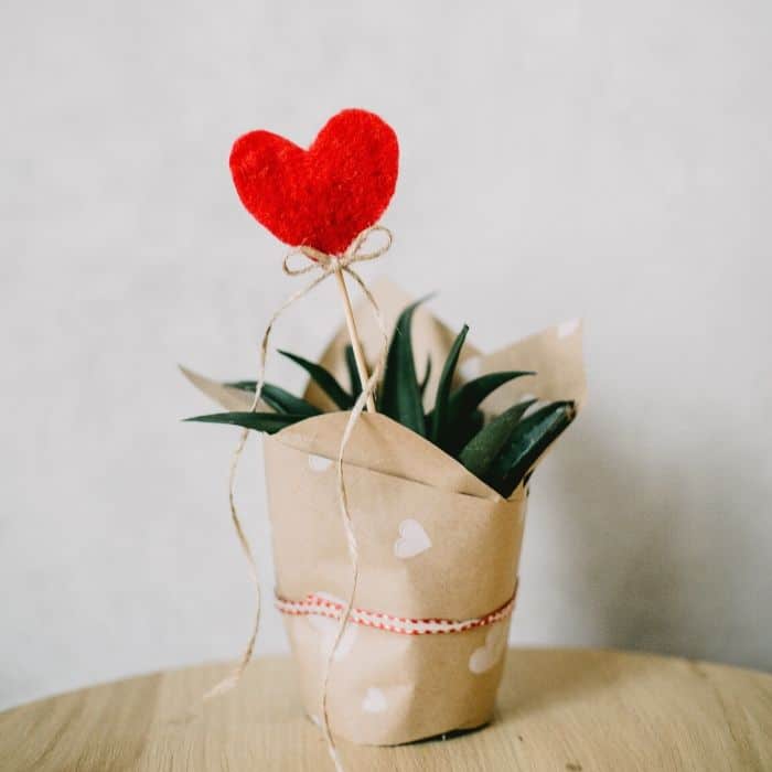 Valentijn-plantje-hartje